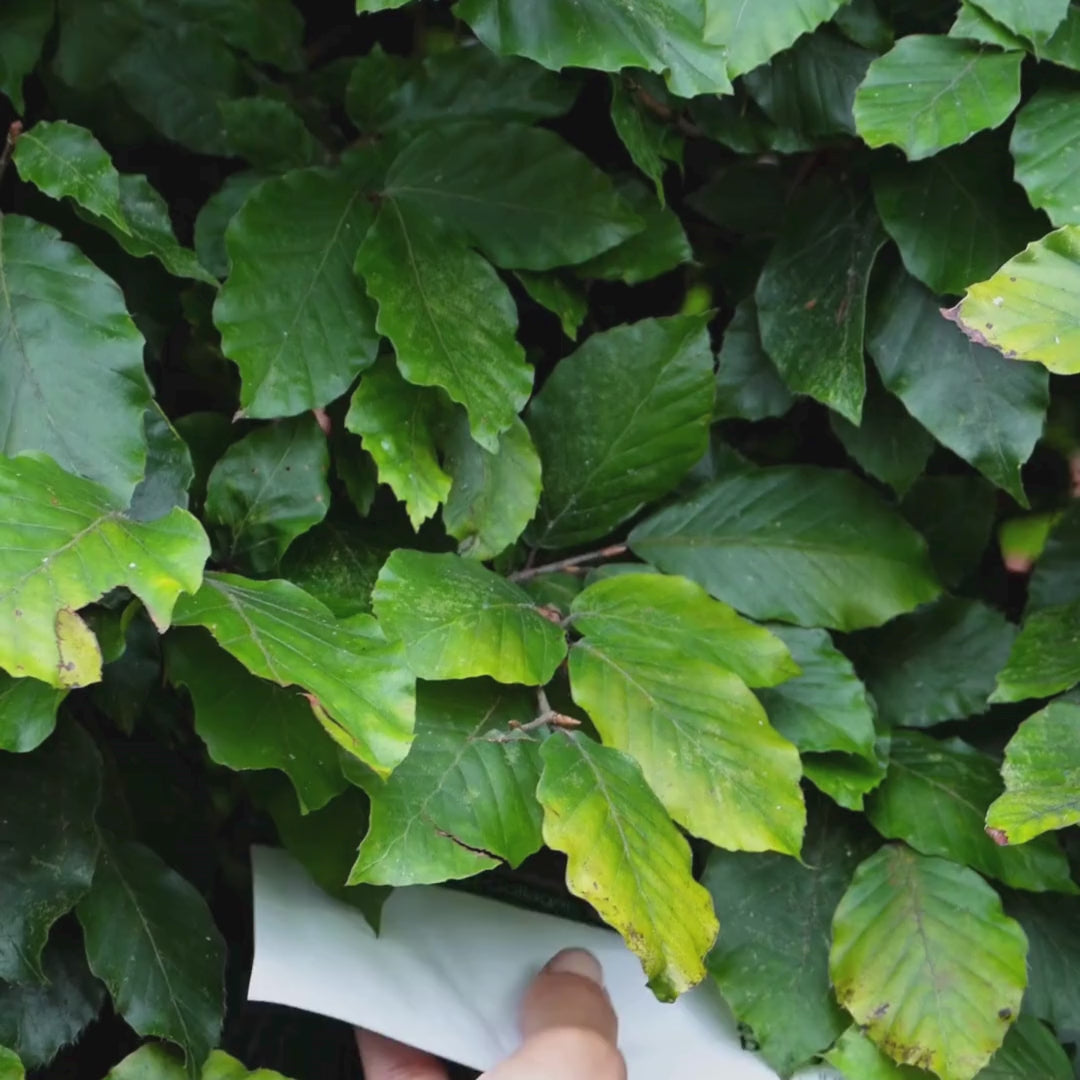 Vidéo montrant une femme appliquer notre masque visage rose au Collagène + Vitamine B12.