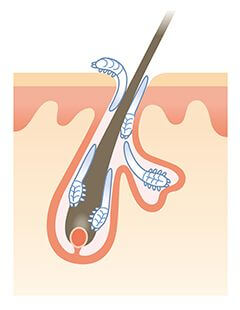 Tout ce qu'il faut savoir sur les demodex