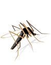 5 conseils contre les piqûres de moustiques