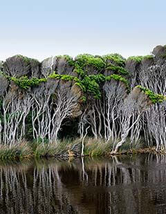 huile de tea tree effets secondaires