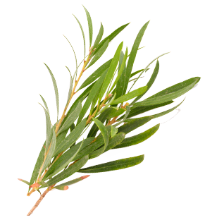 tea tree utilisation