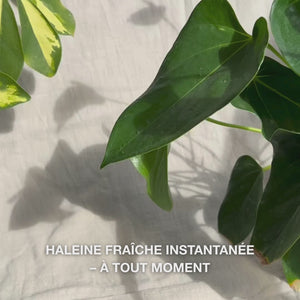 Gros plan sur une main secouant légèrement le flacon compact de spray buccal, puis vaporisant une fine brume hydratante sur la langue et les gencives : la brume légère et fraîche rafraîchit instantanément l’haleine, hydrate la bouche sèche, apaise les irritations et laisse une sensation mentholée et propre.